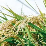 玄米スープの効果・効能がスゴイ！簡単なレシピや作り方も！