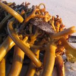 おしゃぶり昆布の食べ過ぎはヤバイ？栄養や効果も分かりやすく！